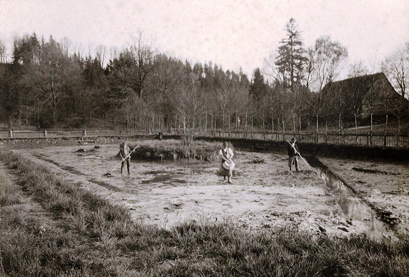 Historická fotka sádek s pracujicími lidmi